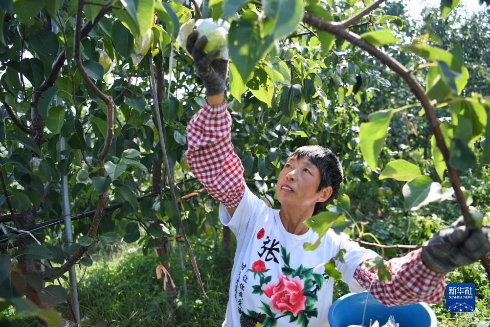 扎金花安卓下载